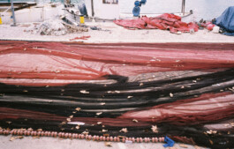 Irene Sierra Studio Graphic Design and Art Direction